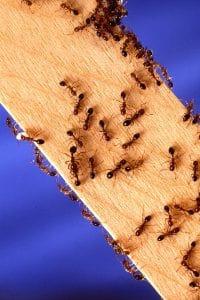 disinfestazione formiche brescia
