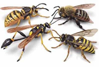 differenze api vespe