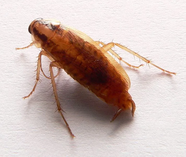 insetti-notturni-in-cucina