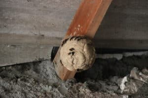 nido di calabroni