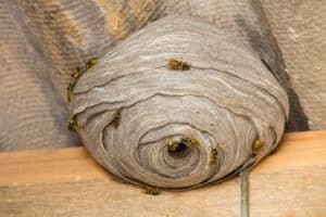 tipico nido di vespe sul soffitto di un capannone