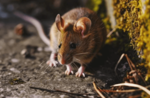 Derattizzazione Derattizzazione