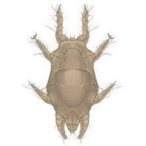 immagine in disegno di acaro del tarlo