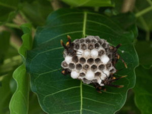 un nido di calabroni in mezzo alle foglie