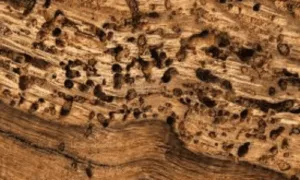 pezzo di legno infestato da tarli e acari dei tarli