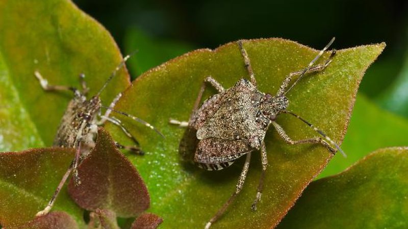 cimici asiatiche