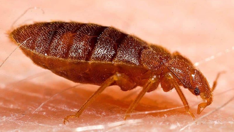 cimici dei letti brescia cimice dei letti su epidermide