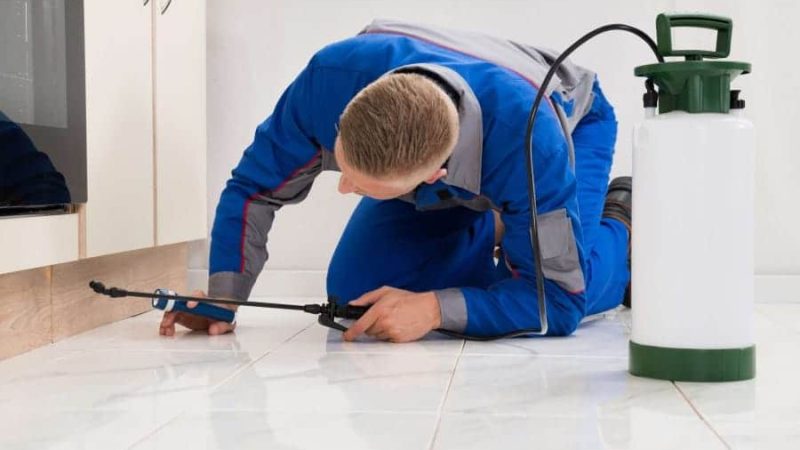 costo disinfestazione