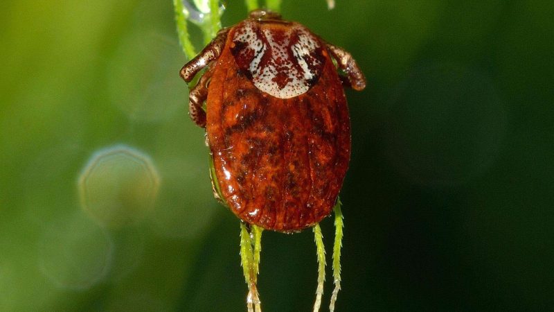 eEsemplare di zecca di colore rossastro su una foglia verde