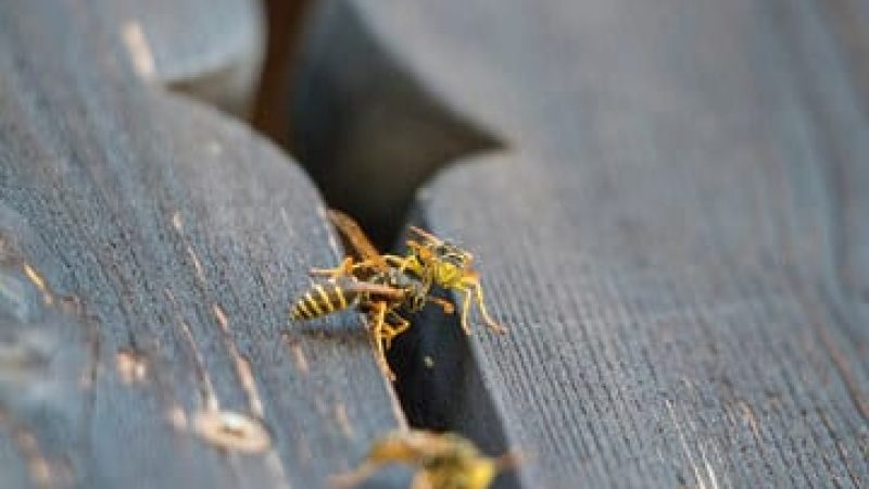 3 vespe che entrano in una fessura nel legno
