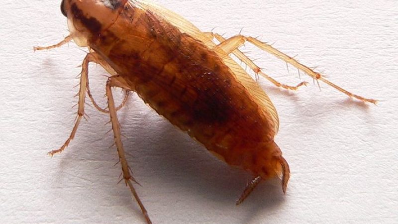 insetti-notturni-in-cucina