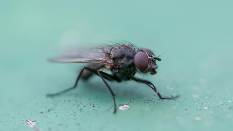 mosca su superficie verde