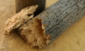 un pezzo di legno bucato e mangiato dai tarli