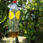trappola per calabroni una bottiglia di plastica attaccata tra gli alberi con degli adesivi gialli
