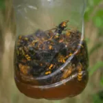 trappola per calabroni una bottiglia di plastica attaccata tra gli alberi