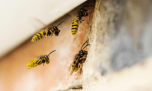 4 vespe entrano nel buco di un muro